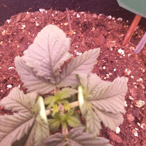 Mary/ erster Grow growlog timeline photo