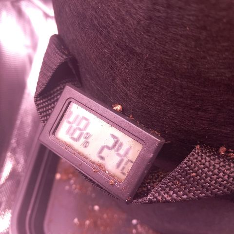 Mary/ erster Grow growlog timeline photo