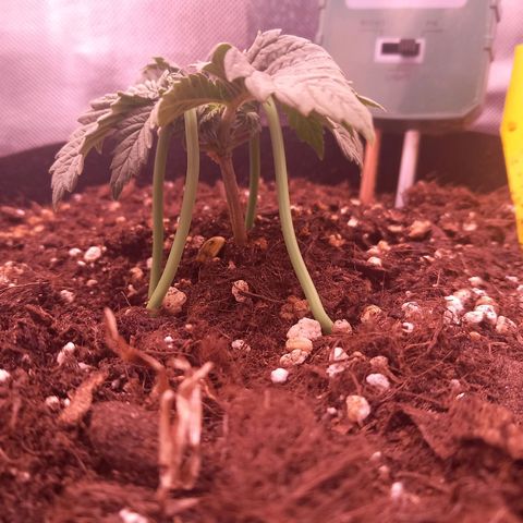 Mary/ erster Grow growlog timeline photo