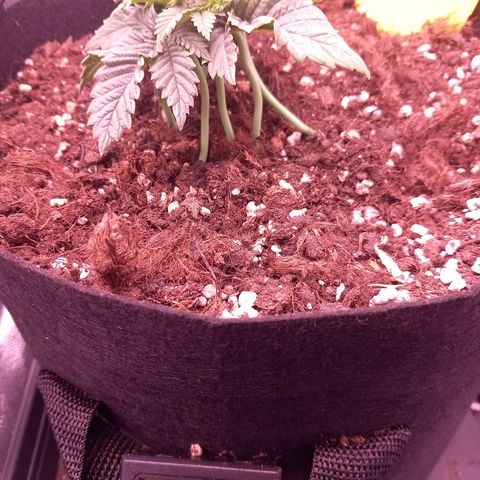 Mary/ erster Grow growlog timeline photo