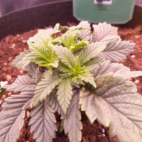 Mary/ erster Grow growlog timeline photo