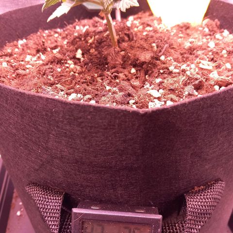 Mary/ erster Grow growlog timeline photo