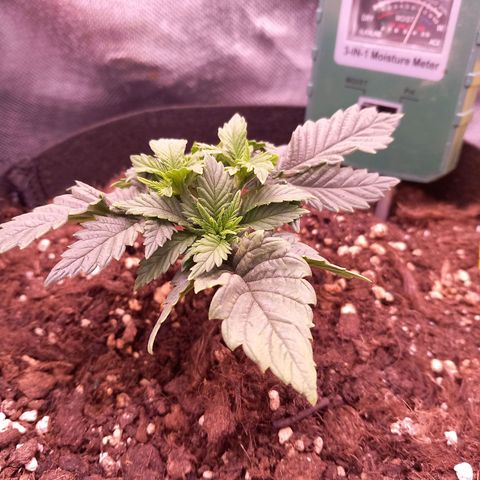 Mary/ erster Grow growlog timeline photo