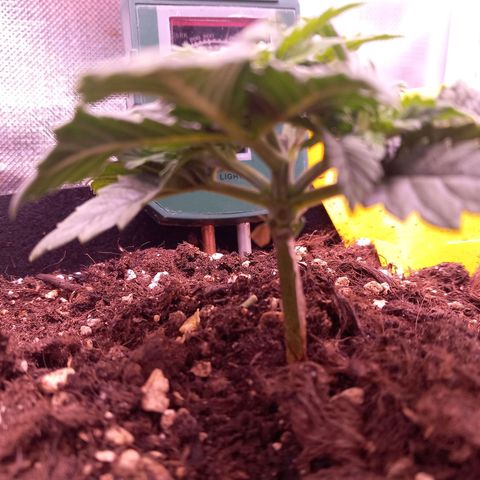 Mary/ erster Grow growlog timeline photo