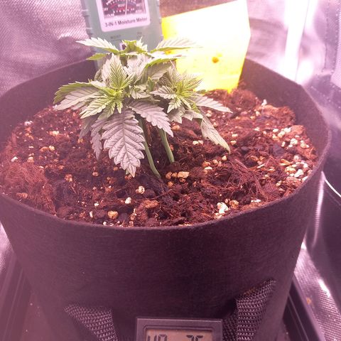 Mary/ erster Grow growlog timeline photo