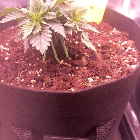 Mary/ erster Grow growlog timeline photo