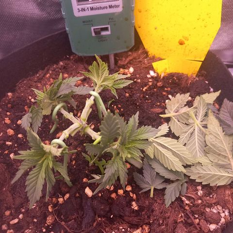Mary/ erster Grow growlog timeline photo