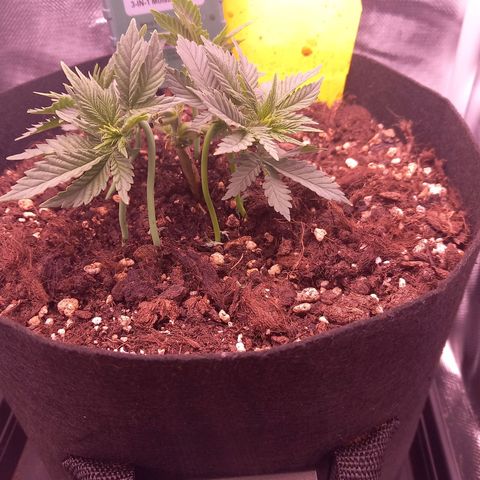 Mary/ erster Grow growlog timeline photo