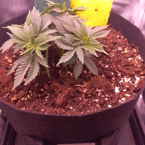 Mary/ erster Grow growlog timeline photo
