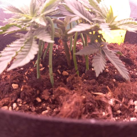 Mary/ erster Grow growlog timeline photo
