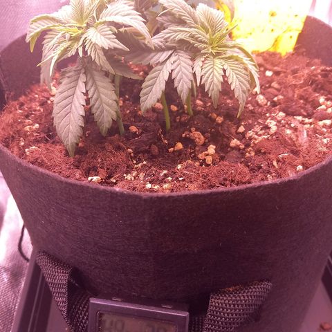 Mary/ erster Grow growlog timeline photo