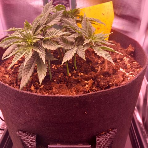 Mary/ erster Grow growlog timeline photo