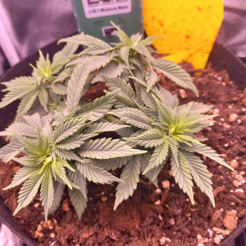 Mary/ erster Grow growlog timeline photo