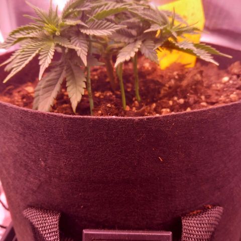 Mary/ erster Grow growlog timeline photo