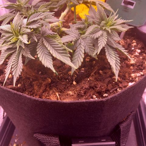 Mary/ erster Grow growlog timeline photo