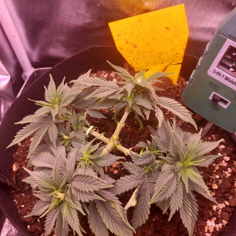 Mary/ erster Grow growlog timeline photo