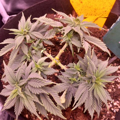 Mary/ erster Grow growlog timeline photo