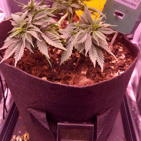 Mary/ erster Grow growlog timeline photo