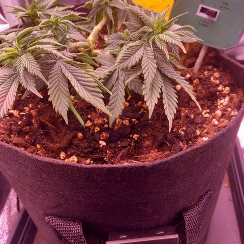 Mary/ erster Grow growlog timeline photo