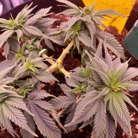 Mary/ erster Grow growlog timeline photo