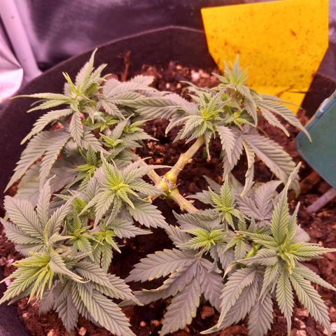 Mary/ erster Grow growlog timeline photo