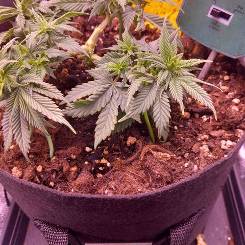 Mary/ erster Grow growlog timeline photo