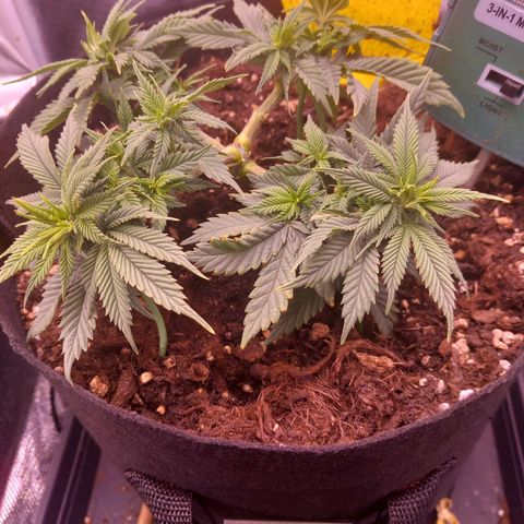 Mary/ erster Grow growlog timeline photo