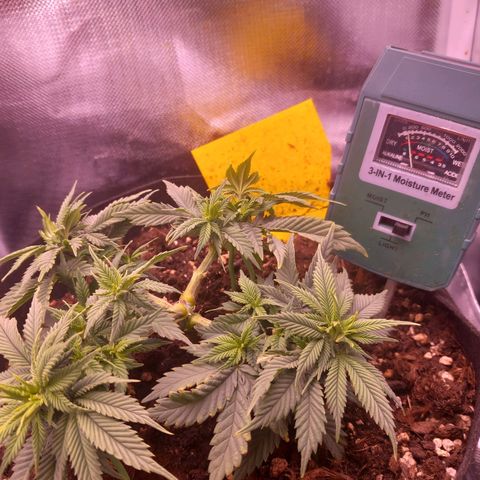 Mary/ erster Grow growlog timeline photo