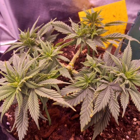 Mary/ erster Grow growlog timeline photo
