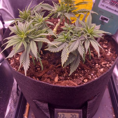 Mary/ erster Grow growlog timeline photo