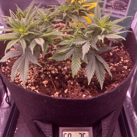 Mary/ erster Grow growlog photo: Gewässert, dünger ausgespült. Zugabe von Kaffeepulver. 