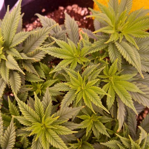Mary/ erster Grow growlog timeline photo