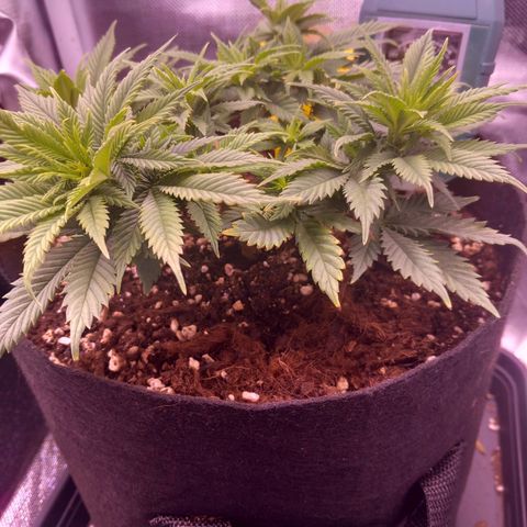 Mary/ erster Grow growlog timeline photo