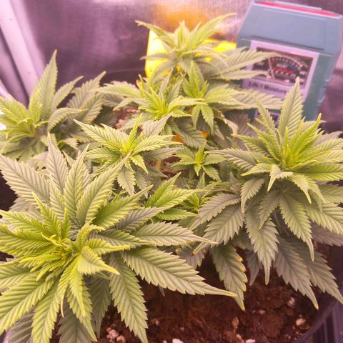 Mary/ erster Grow growlog timeline photo