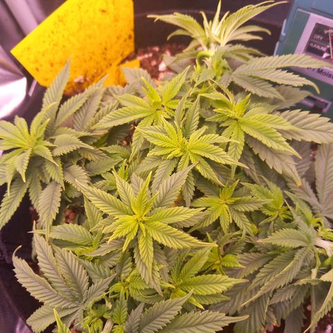 Mary/ erster Grow growlog timeline photo