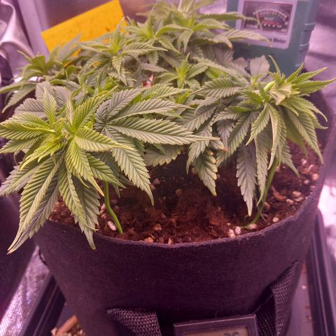 Mary/ erster Grow growlog timeline photo
