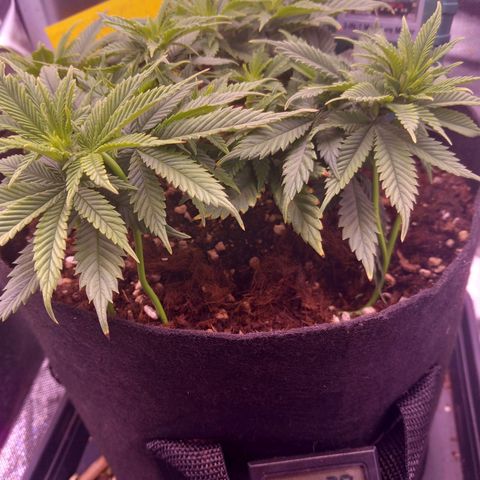 Mary/ erster Grow growlog timeline photo