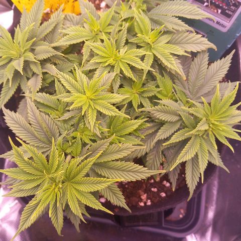 Mary/ erster Grow growlog timeline photo