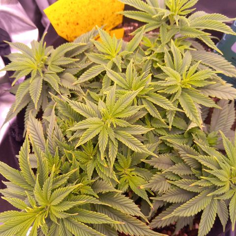 Mary/ erster Grow growlog timeline photo