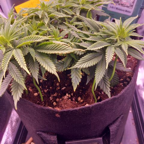 Mary/ erster Grow growlog timeline photo