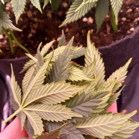 Mary/ erster Grow growlog timeline photo