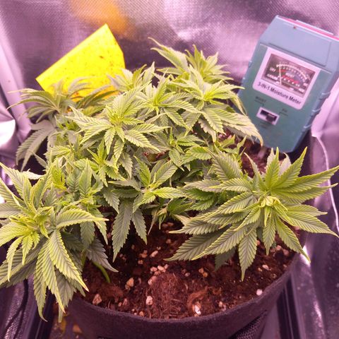 Mary/ erster Grow growlog timeline photo