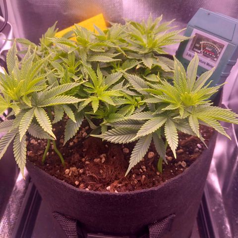 Mary/ erster Grow growlog timeline photo