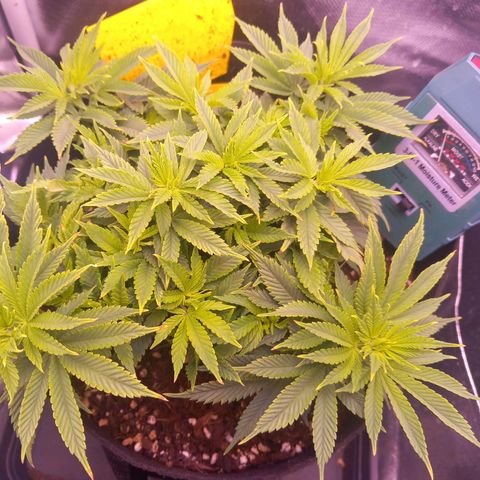 Mary/ erster Grow growlog timeline photo