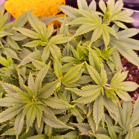 Mary/ erster Grow growlog timeline photo