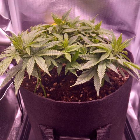 Mary/ erster Grow growlog timeline photo