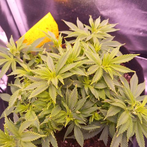 Mary/ erster Grow growlog timeline photo