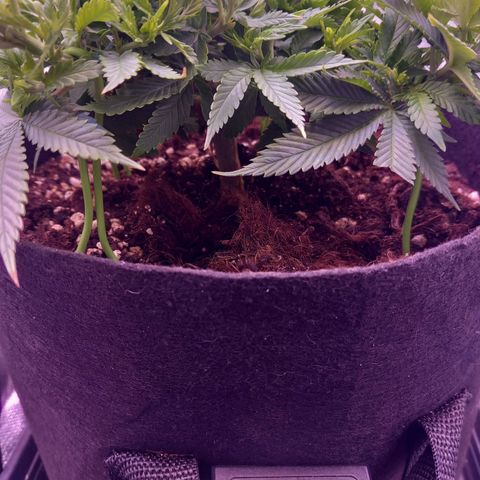 Mary/ erster Grow growlog timeline photo