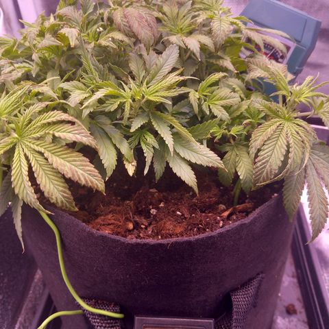 Mary/ erster Grow growlog photo: PH Wert bei 7.
Boden heute durchgespühlt. 
Hoffe sie erholt sich vom "minus PH" 