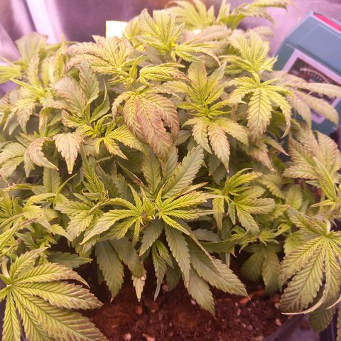 Mary/ erster Grow growlog photo: PH Wert bei 7.
Boden heute durchgespühlt. 
Hoffe sie erholt sich vom "minus PH" 